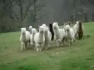 the llamas are coming